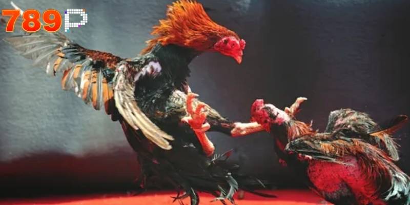 Người chơi sẽ trải qua cảm giác hồi hộp từ lúc đặt cược